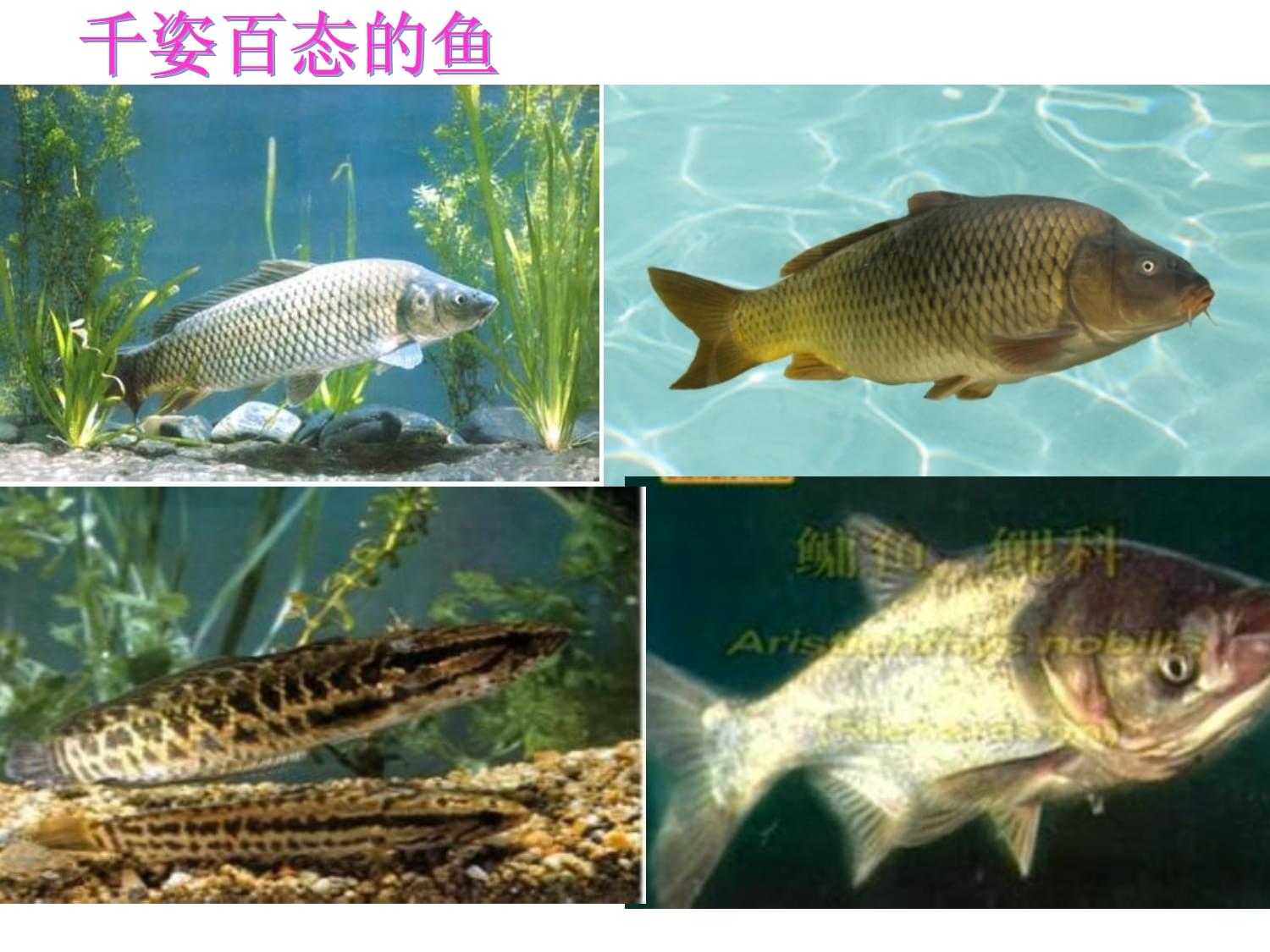 河北少儿版生物七上146鱼类(课件1)