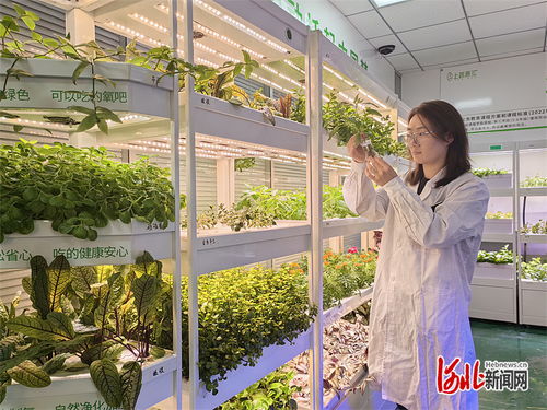 记者走基层 不靠阳光土壤 果蔬照常生长