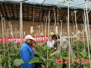 农业专家团 送教下乡 扶贫又扶智 河北生物