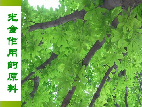 河北少儿版八年级生物上册第三章第二节《光合作用的原料》课件解析（共27张PPT）