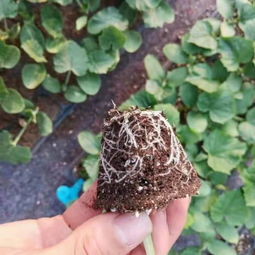 京冀携手，科技兴农 北京农学院科技成果转化承德市试验示范基地项目在河北生物领域的新探索